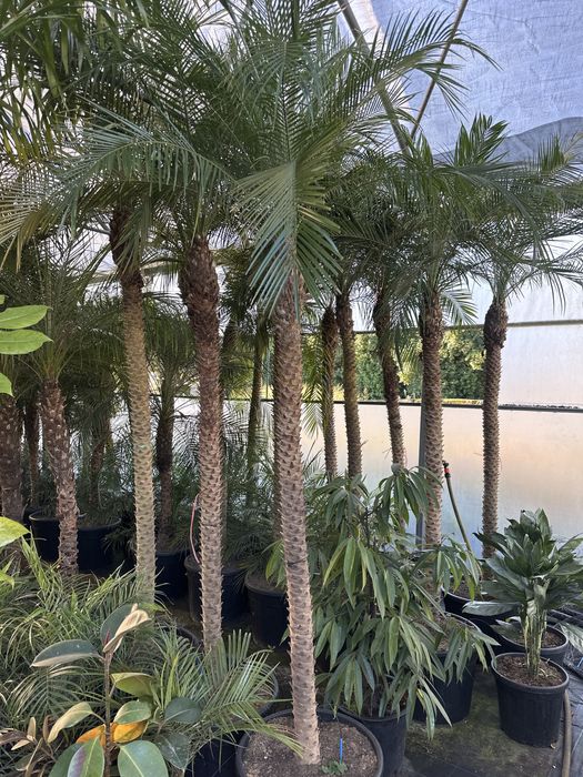 Phoenix Roebellenii 50-300cm - Palmeiras