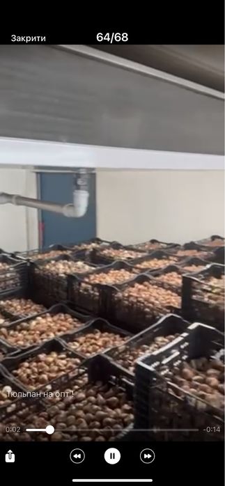 Цибулини на вигонку