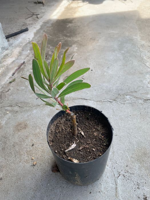 Vasos de proteína cor de rosa