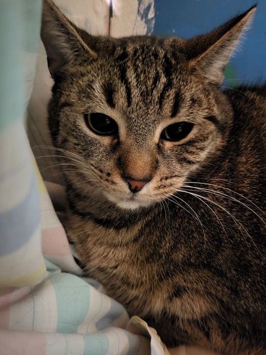 Shaza kotka do adopcji