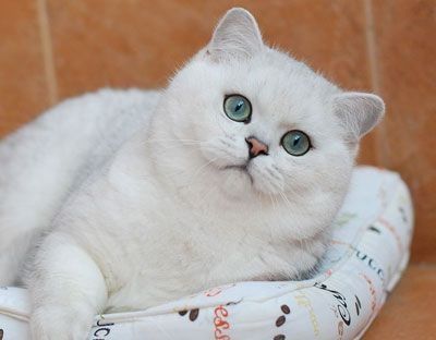 Британські кошенята