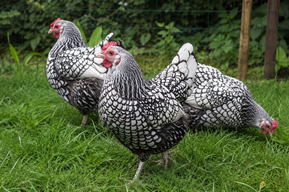 Pisklaki kurczaki wynadotty, ayam cemani, indyki, indyczki, przepiorki, gaski kubanskie,
