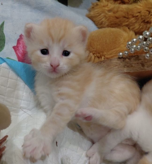 Милые КОТЯТА!!!!!