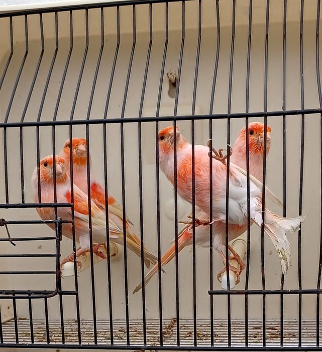 Canarios de várias raças de boa genética!