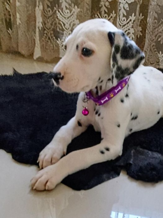 Piesek dalmatyńczyk