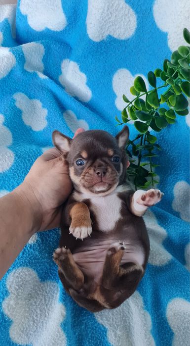 Excecional mini menino Chihuahua/Chiuaua de Qualidade,LinhagemRussa
