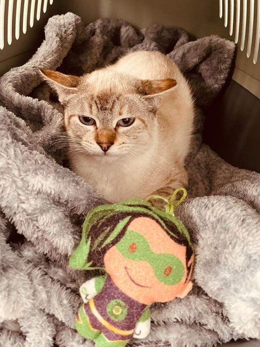 Gatinha jovem esterilizada para adoção