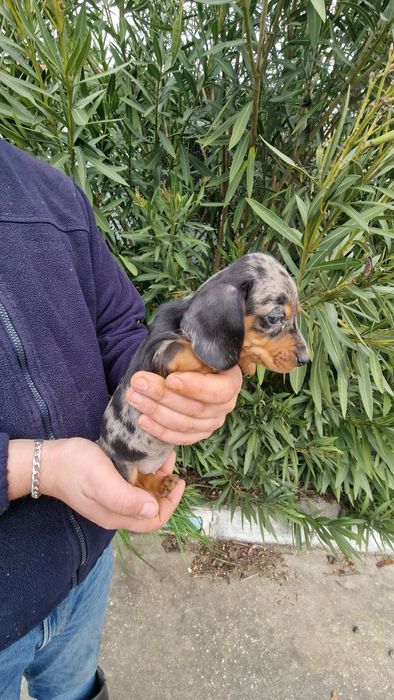 Teckel Black Merle Fêmea