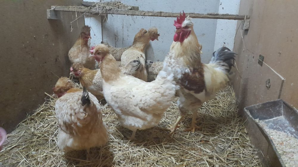 Jaja lęgowe czubatki staropolskiej