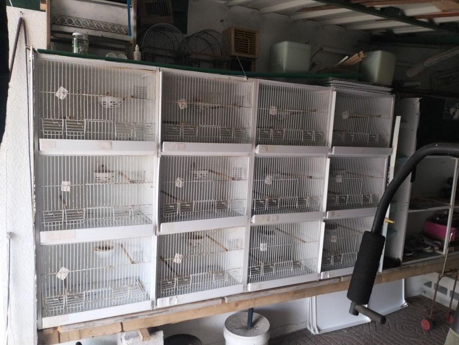 Viveiro criação canários