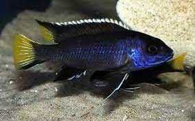 GB MALAWI Acei Itungi