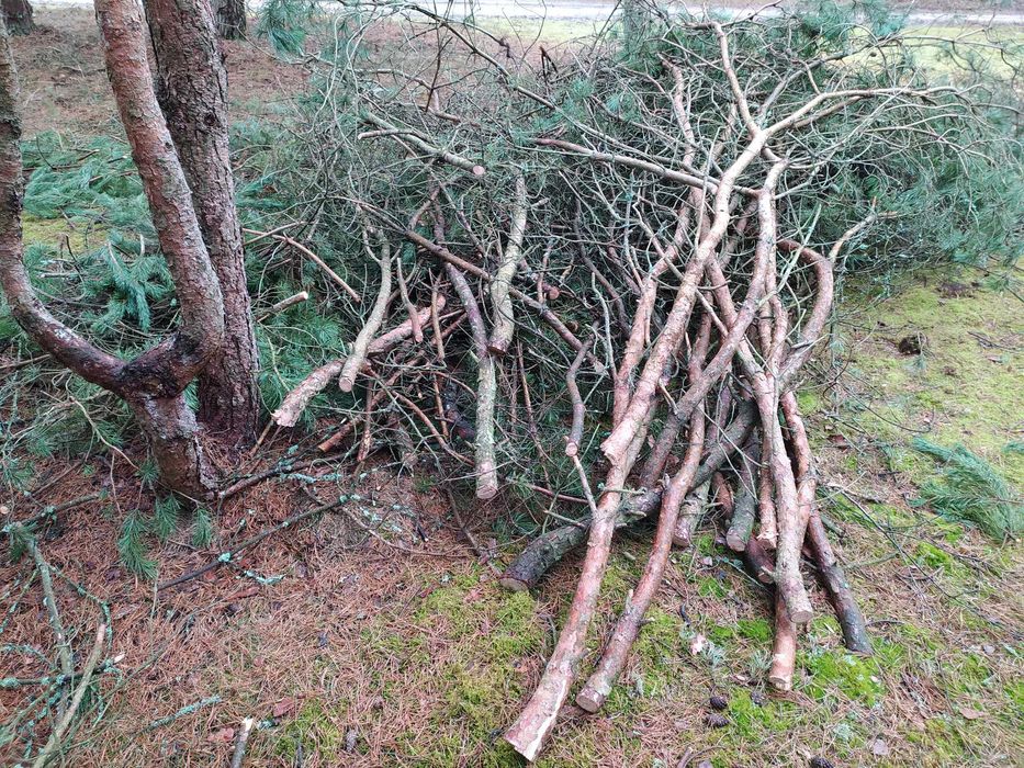 Gałęziówka, gałęzie, chrust - sosna, drewno opałowe - nowa wycinka