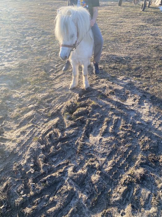 Sprzedam kucyka ogierka