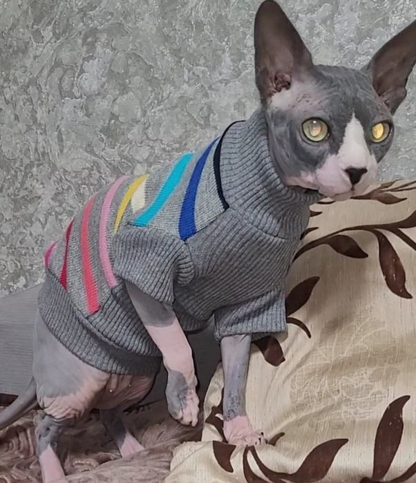 Светрики для сфінкса