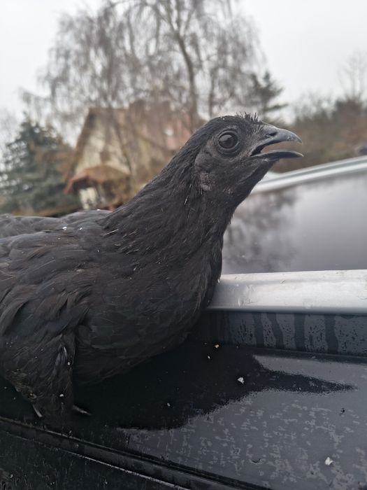 Ayam Cemani pary dorosłe