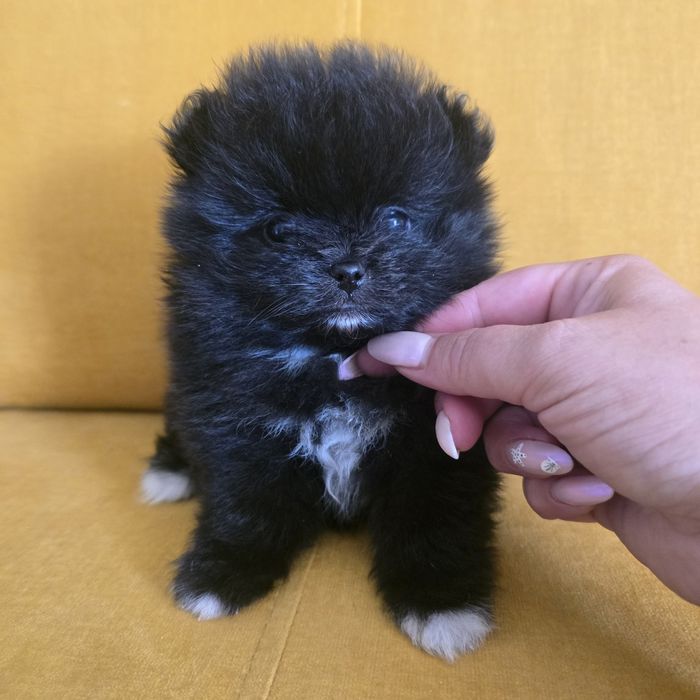 Szpic miniaturowy pomeranian suczka 2 już do odbioru