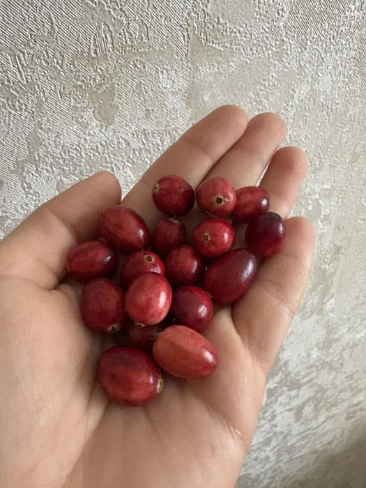 Продам журавлину великоплідну
