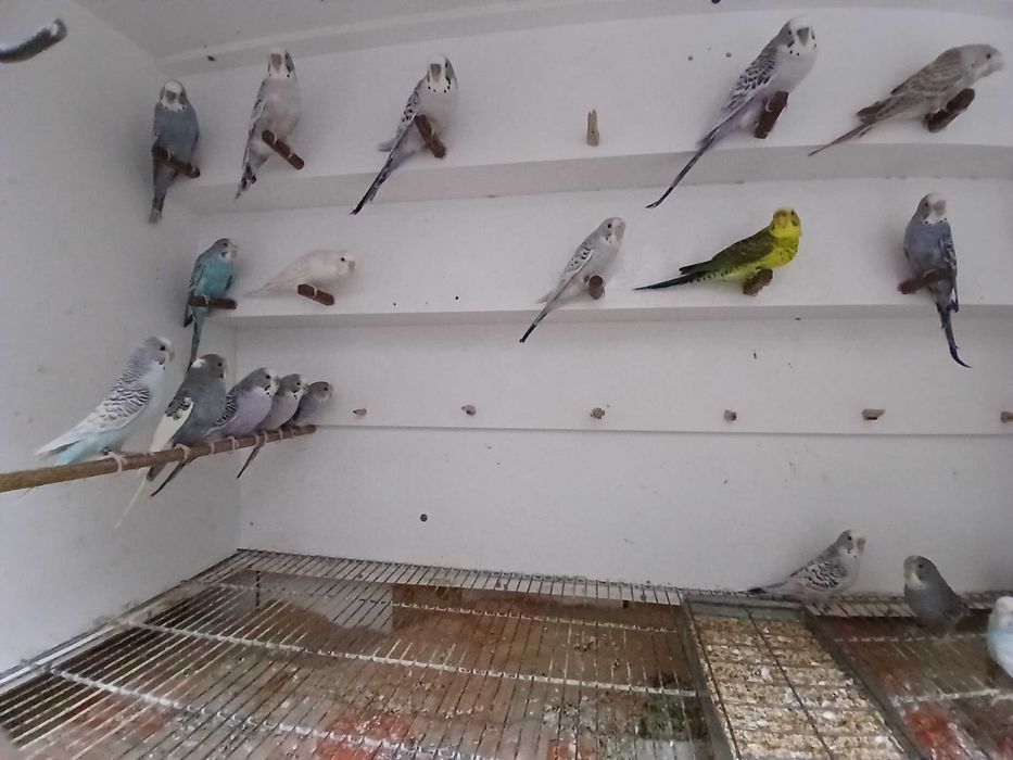 Piriquitos Australianos