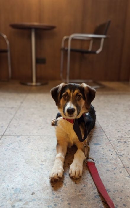 Отдам даром в добрые руки собаку метис бигля