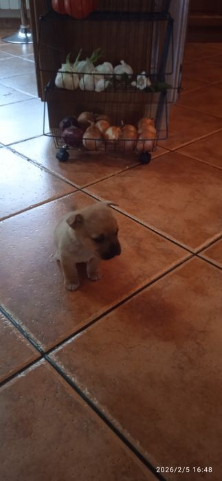 Cachorrinhos para adoção