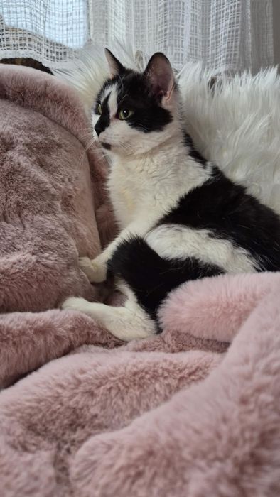 Łagodna i delikatna kotka szuka domu