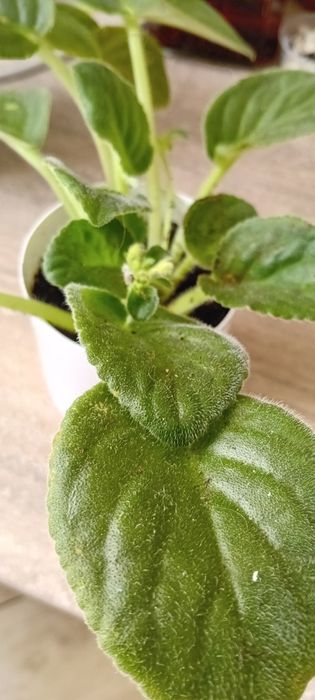 Fiołki afrykańskie