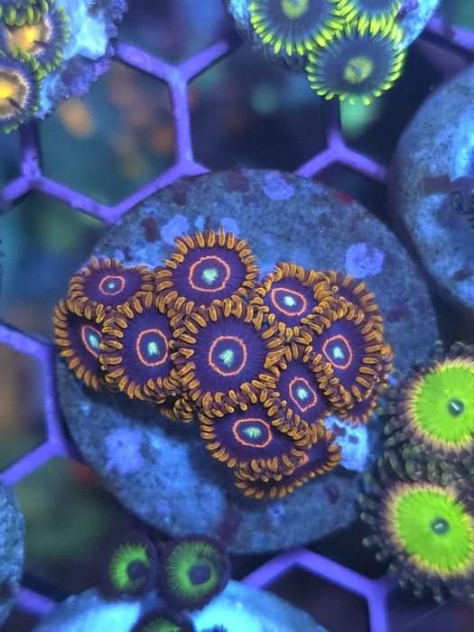 Zoas corais de água salgada