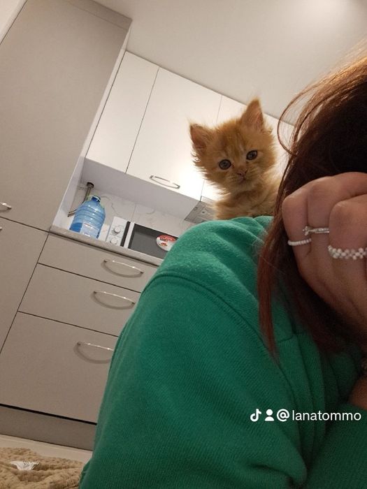 Кошеня, дівчинка, 3,5 місяці