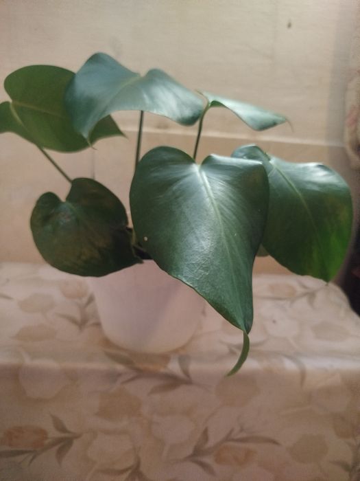 Planta Monstera Deliciosa (Costela-de-Adão) – 40 cm de Altura