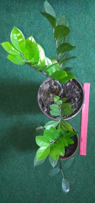Цветы комнатные продам или обменяю на мед, олію