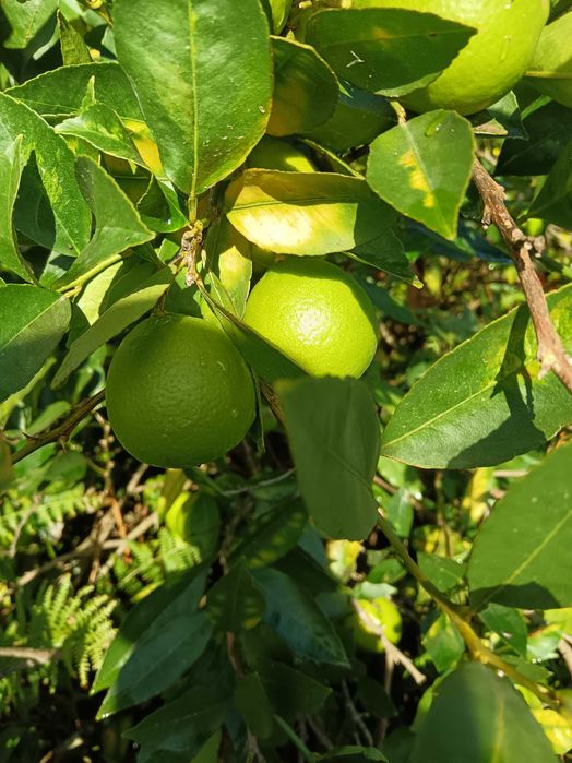 Limas fruta na árvore apanhada na hora