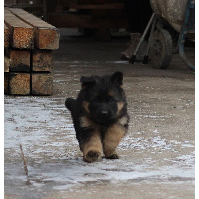 Щенки немецкой овчарки