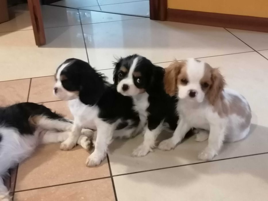 Cavalier King Charles Spaniel chłopczyk z RODOWODEM
