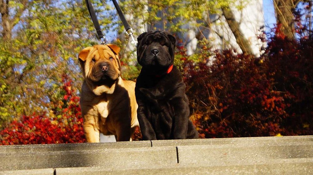 Eter Piekny Szczeniak Shar Pei z rodowodem,  rodzice importowani FCI.