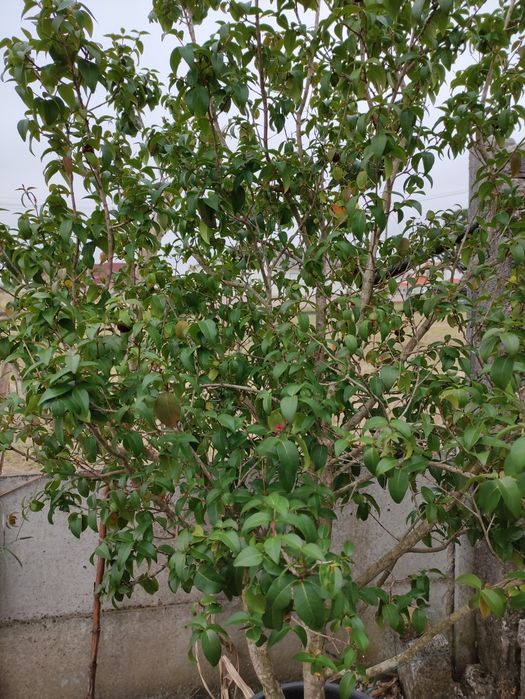 Bananeiras, cana de açúcar e pitangueiras envasadas