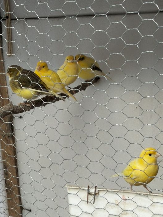 Vendo fife fancys machos e fêmeas