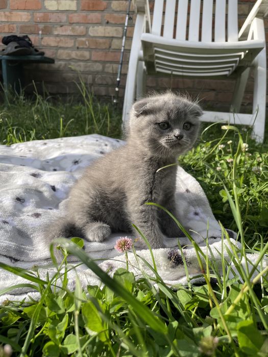 Кошенята шотладські чистокровні