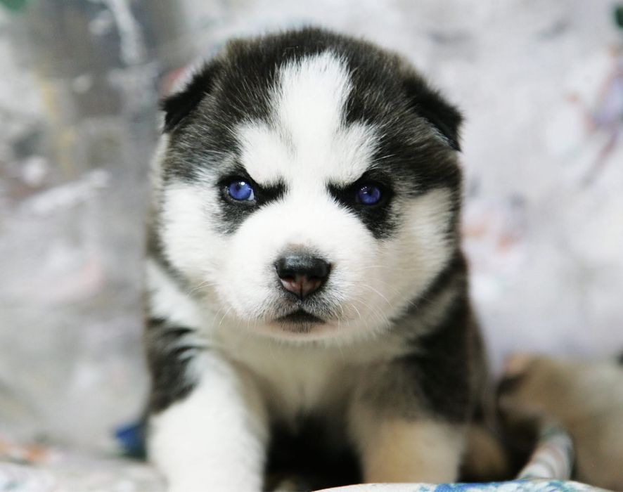 Сибірські хаскі. Блакитні очі. КСУ