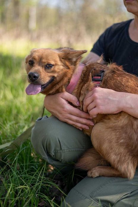 Rafi śliczny delikatny niewielki piesek ADOPCJA