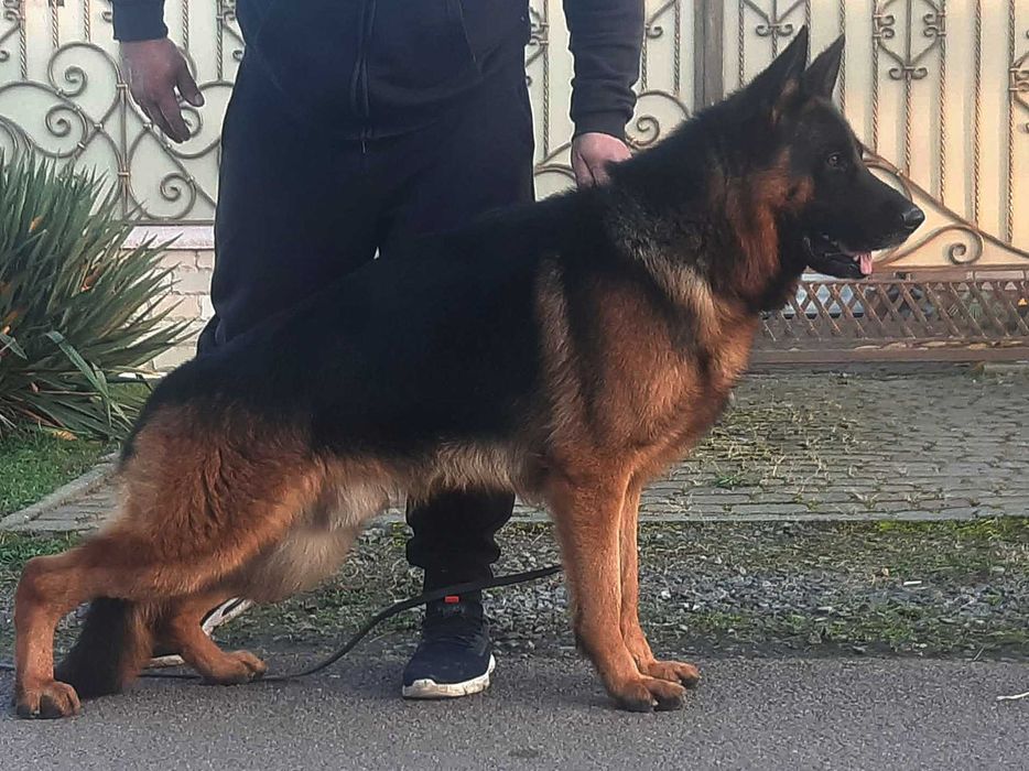 Німецька вівчарка