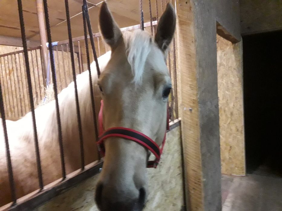Ogier AQH palomino 10 lat