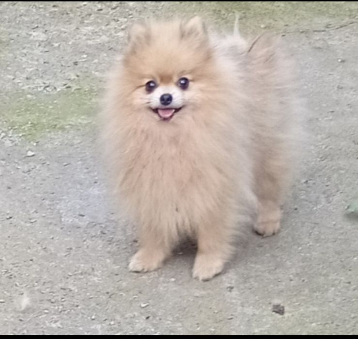 Померанський шпіц