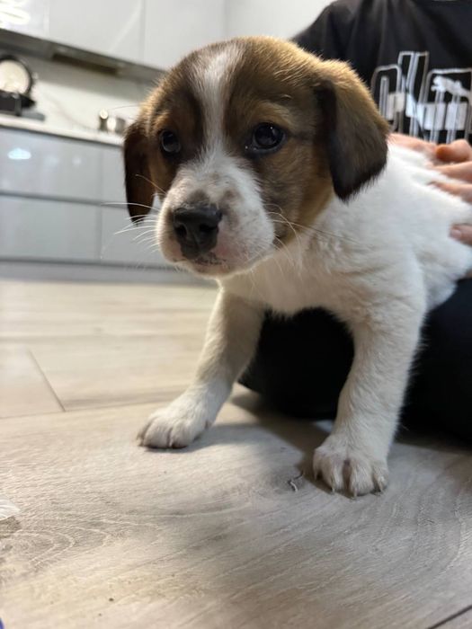 Безкоштовно віддам цуценя