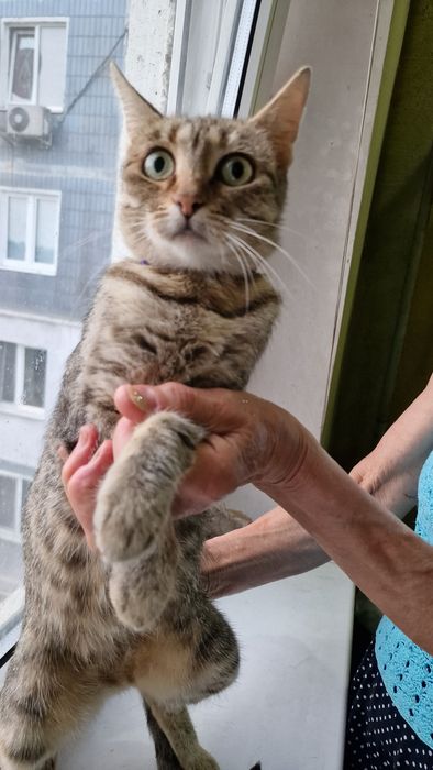 Шукає дім молода, стерильна, оброблена від паразитів