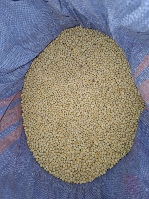 Groch siewny astronaute