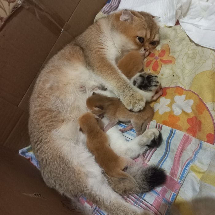 Вязка золотая шиншилла.