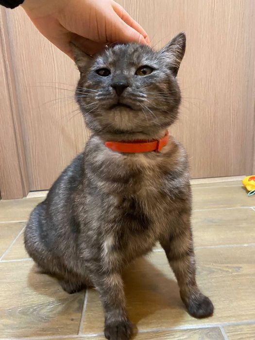 Котик в добрі руки