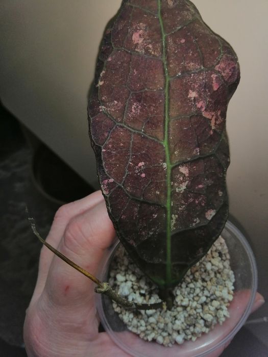 Хойя лата искандер клон А