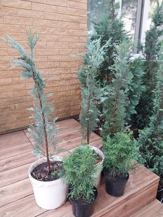 Продам Тую Смарагд