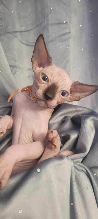 Sfinks* Piksel Black Kleo* chłopiec